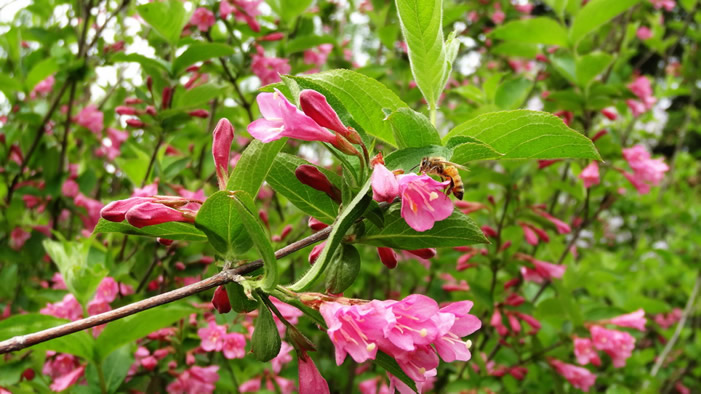 【蜜蜂知識】中蜂囚王后處女王會分蜂嗎？