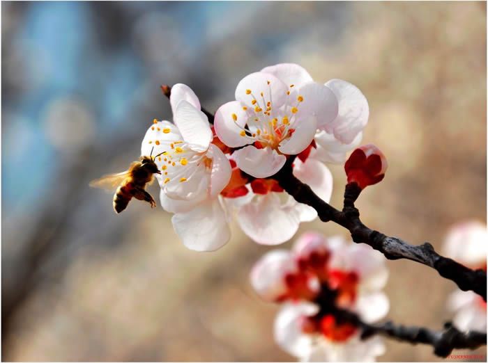 【蜜蜂知識(shí)】意大利蜂最怕什么？