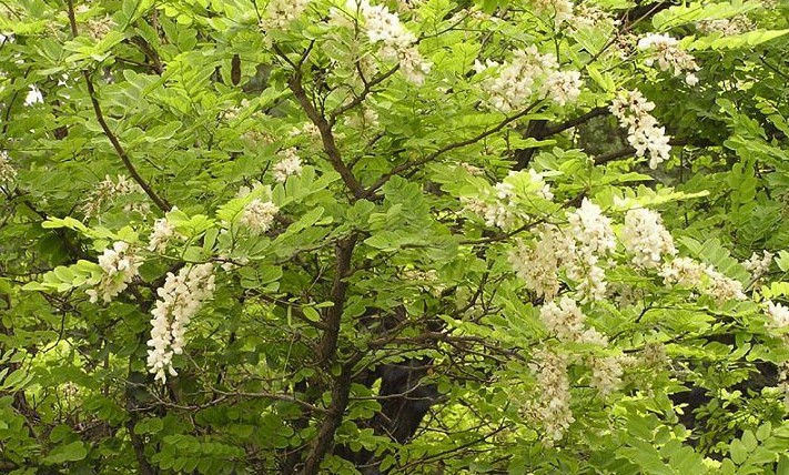 我國(guó)常見的蜜源樹種有哪些（什么樹蜜源最好）