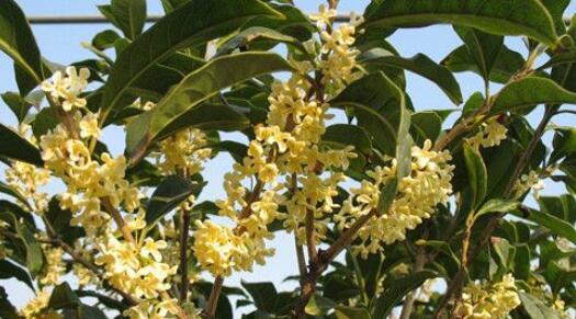 野桂花什么時(shí)候開花（桂花每年什么時(shí)候開花）