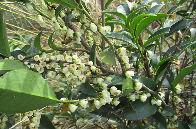 中國(guó)三大蜜源植物指的是哪三種（常見的蜜源植物有哪些）