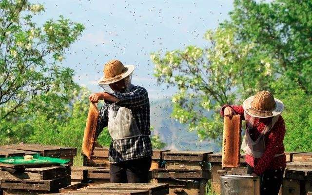 【蜂蜜價(jià)格】土蜂蜜價(jià)格大概多少錢一斤？