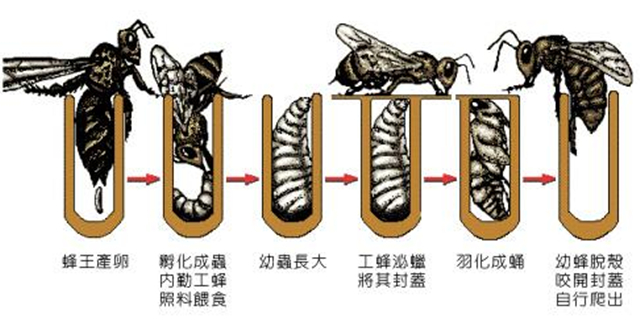 蜜蜂是完全變態(tài)發(fā)育嗎（蜜蜂的完全變態(tài)發(fā)育過(guò)程）