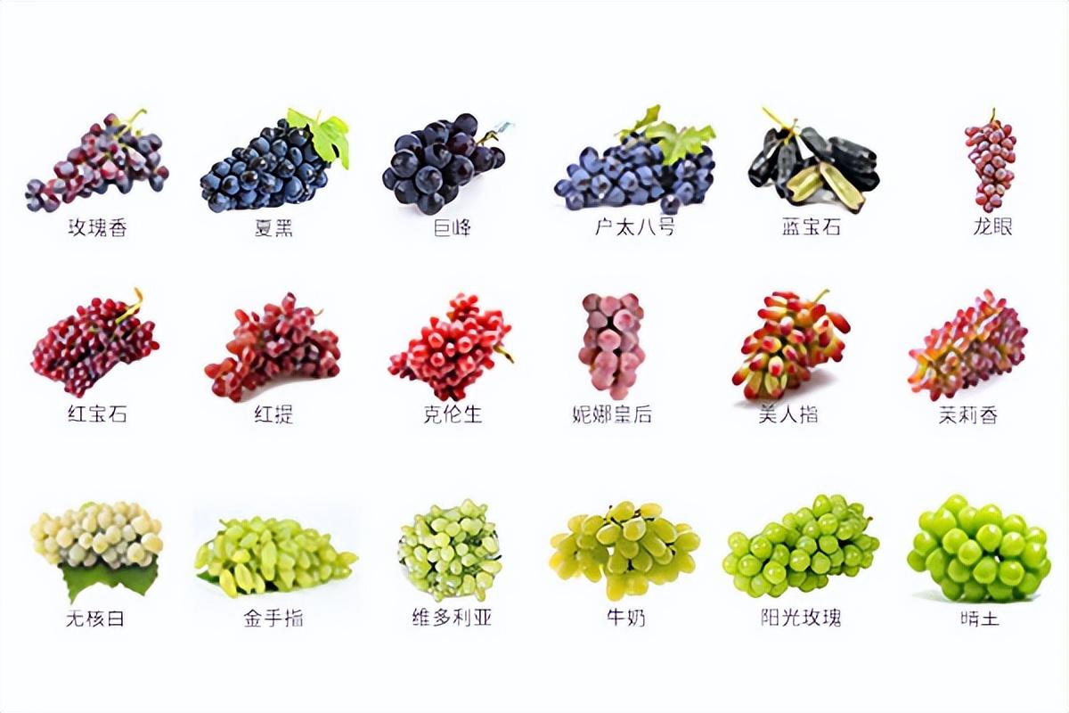 葡萄種類名稱及圖片（常見(jiàn)18種葡萄的區(qū)別及口感）