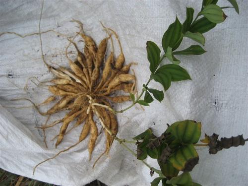百部?jī)r(jià)格多少錢一斤（百部市場(chǎng)價(jià)格）