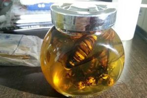蜂酒的功效與作用及禁忌人群（蜂酒喝了會(huì)怎么樣）